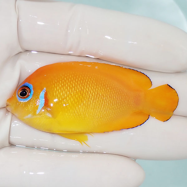 【現物4】レモンピール 6.5cm±!海水魚 ヤッコ 15時までのご注文で当日発送(t111