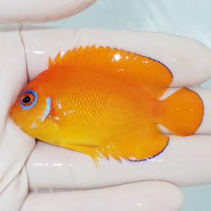 Small bright orange tropical fish with blue eye ring and blue-edged fins held gently in a gloved hand.