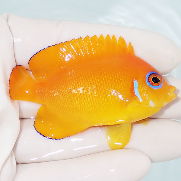 【現物5】レモンピール 6.5cm± !海水魚 ヤッコ 15時までのご注文で当日発送(t111