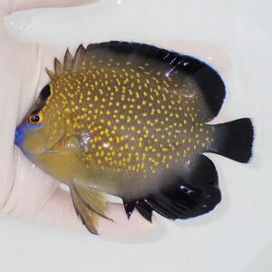 Yellow-spotted tropical fish with black fins being held in a gloved hand.] ,