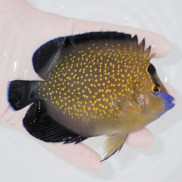 【現物1】粒エサOK ゴールドフレークエンゼル 11.5cm±!海水魚 ヤッコ 15時までのご注文で当日発送(t111