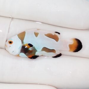 Small clownfish with white, blue, orange, and black markings resting on a gloved hand.