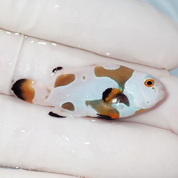 【現物1】オレンジストーム 4cm± ! ブリード 海水魚 カクレクマノミ(t111(t207