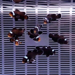 Group of dark clownfish with white bands swimming over a slotted aquarium floor