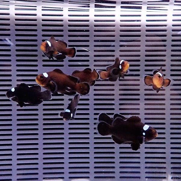 ドミノクラウン【1匹】4-5cm±! 海水魚 クマノミ 餌付け 15時までのご注文で当日発送(t115(t207