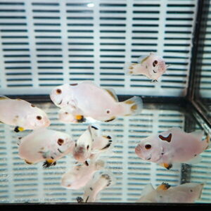 Group of pale white fish swimming in a glass aquarium with a striped background visible behind them, close to the glass walls.