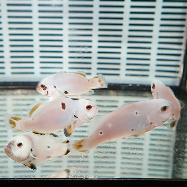 フルプラチナオセラリス【1匹】3-4cm± 色指定不可! 海水魚 クマノミ 餌付け 15時までのご注文で当日発送(t115(t207