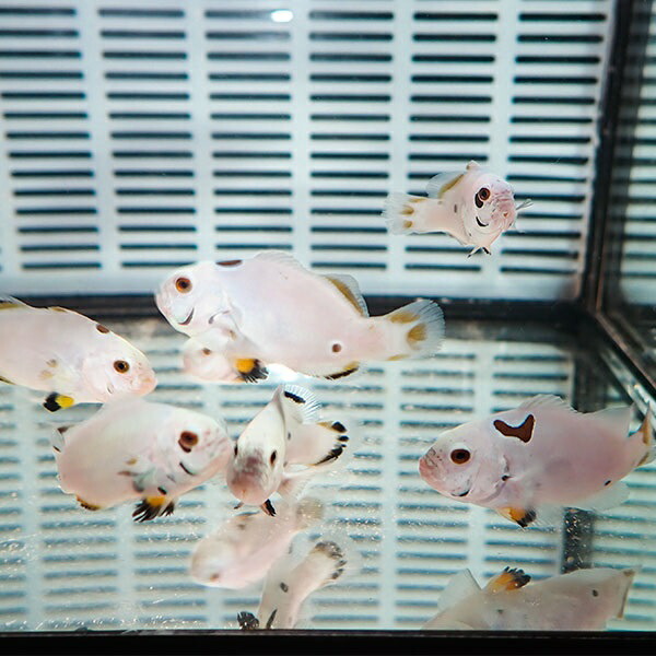 フルプラチナオセラリス【1匹】3-4cm± 色指定不可! 海水魚 クマノミ 餌付け 15時までのご注文で当日発送(t115(t207