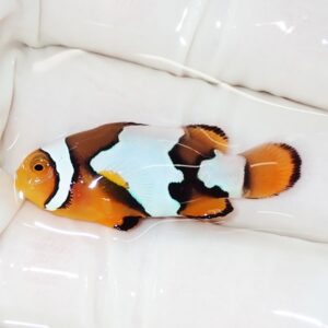 Clownfish with orange body and white and black bands resting on a white surface in an aquarium setting, facing left.