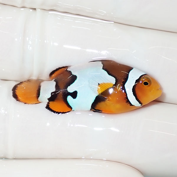 【現物4】ブラックアイスオセラリス 3.5cm±! 海水魚 クマノミ 餌付け 15時までのご注文で当日発送(t115(t207