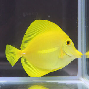 Bright yellow tang fish swimming in a clear aquarium, facing right, with a tall dorsal fin and rounded body.