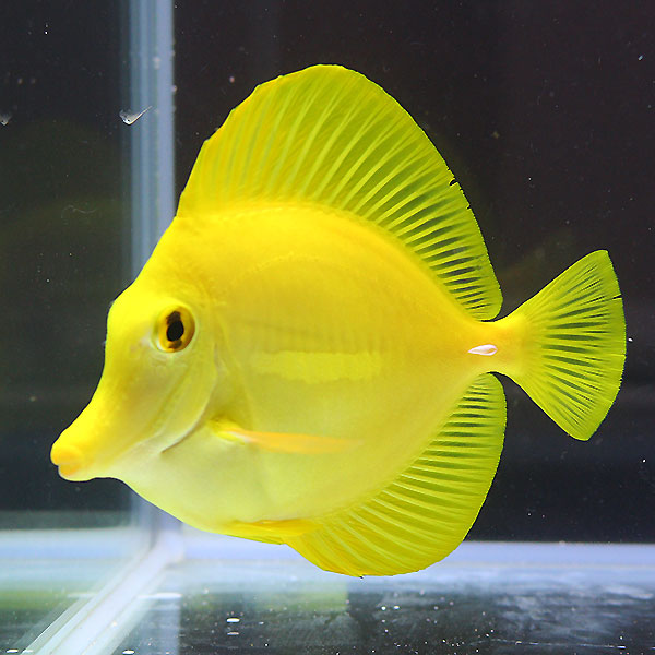 キイロハギ 8-10cm± ! 海水魚 ハギ 15時までのご注文で当日発送(t119