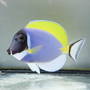 Colorful tropical fish with a purple body, black head, bright yellow dorsal fin, and white fins swimming near the glass tank in an aquarium.