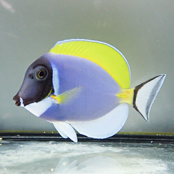 パウダーブルータン 9-11cm±! ハギ 海水魚 死着保証あり15時までのご注文で当日発送(t119
