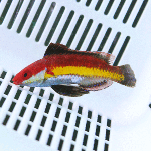 Colorful tropical fish with a red head, yellow midstripe, and blue body swimming over a white lattice grid.