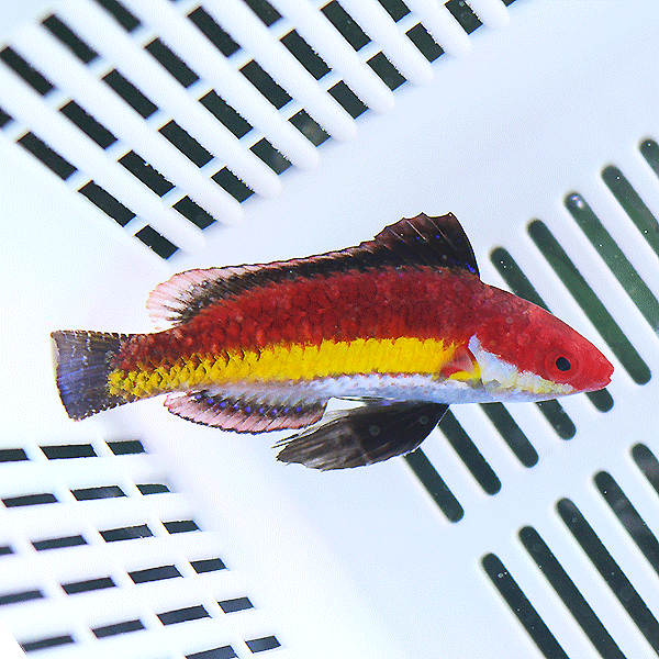 ナオコズフェアリーラス 5-7cm±!海水魚 ベラ15時までのご注文で当日発送(t122