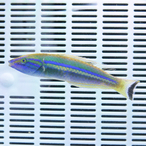 Brightly colored tropical fish with blue, green, and yellow stripes swimming in an aquarium against a white slatted background of the tank wall.