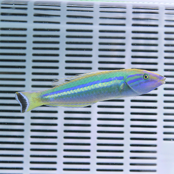 オグロベラ 7-10cm±!海水魚 ベラ15時までのご注文で当日発送(t122