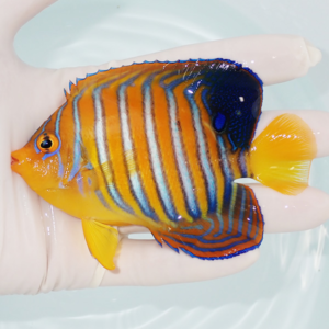 Bright orange tropical fish with blue vertical stripes held in a gloved hand over water.