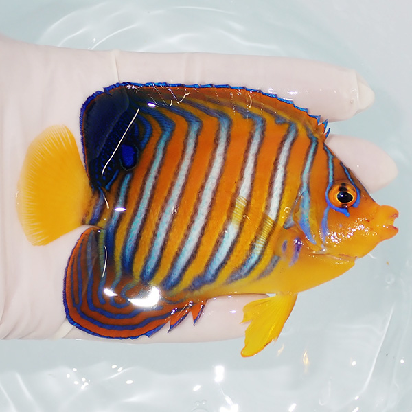 【現物6】モルディブ産インドニシキヤッコ 10.5cm±! 海水魚 ヤッコ 15時までのご注文で当日発送(t111