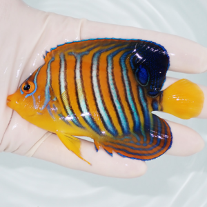 Colorful tropical fish with orange body, blue vertical stripes, and a yellow tail being held in a person’s hand.