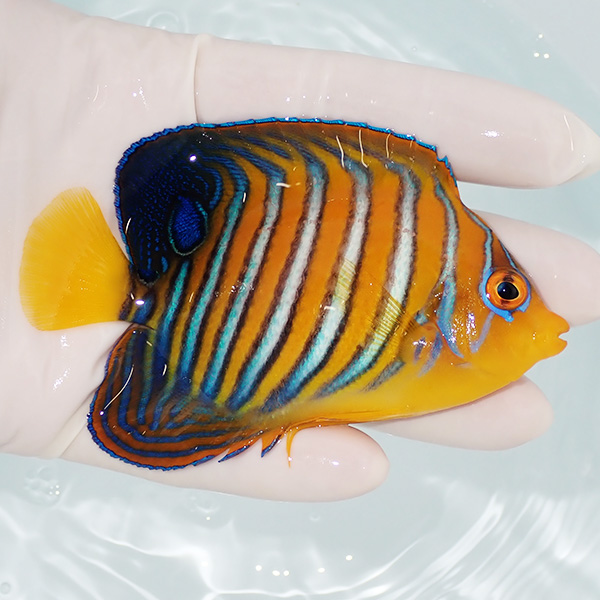 【現物7】粒エサOK モルディブ産インドニシキヤッコ 9.5cm±! 海水魚 ヤッコ 15時までのご注文で当日発送(t111