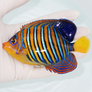 Small tropical fish with orange, blue, and black vertical stripes being held in a gloved hand over a pale background.