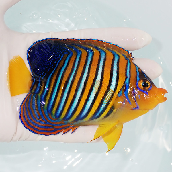 【現物8】粒エサOK モルディブ産インドニシキヤッコ 12cm±! 海水魚 ヤッコ 15時までのご注文で当日発送(t111