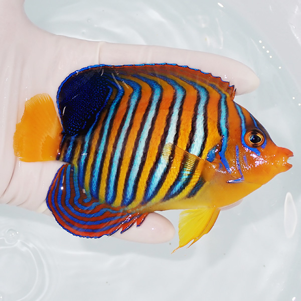 【現物9】モルディブ産インドニシキヤッコ 12.5cm±! 海水魚 ヤッコ 15時までのご注文で当日発送(t111