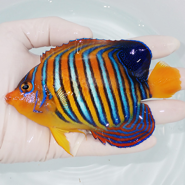 【現物9】モルディブ産インドニシキヤッコ 12.5cm±! 海水魚 ヤッコ 15時までのご注文で当日発送(t111