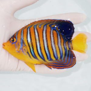 Small tropical angelfish with orange body and blue vertical stripes, yellow face and tail, held in a hand over water.