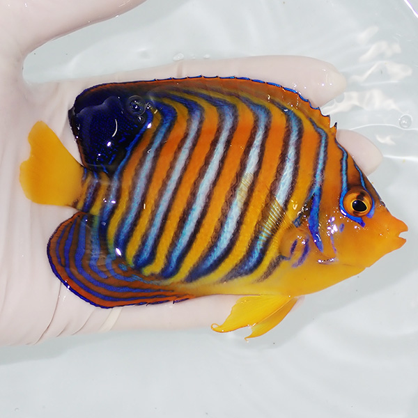 【現物10】粒エサOK モルディブ産インドニシキヤッコ 12.5cm±! 海水魚 ヤッコ 15時までのご注文で当日発送(t111