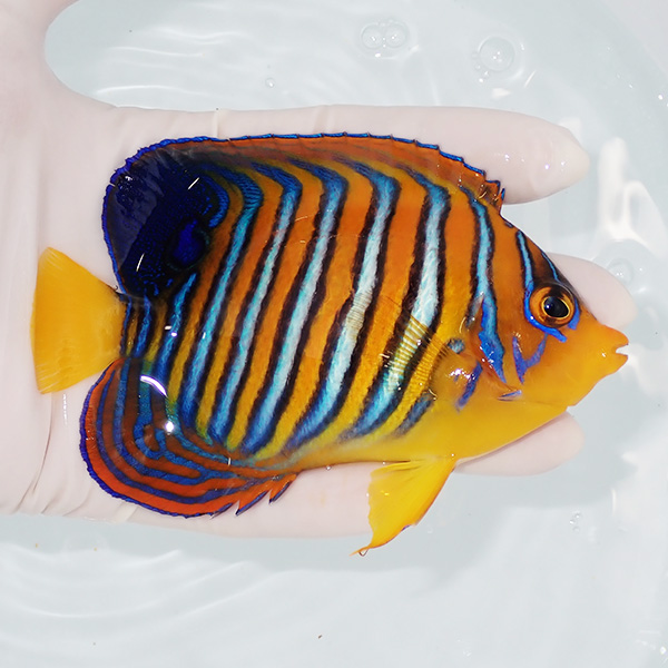 【現物11】粒エサOK モルディブ産インドニシキヤッコ 11.5cm±! 海水魚 ヤッコ 15時までのご注文で当日発送(t111
