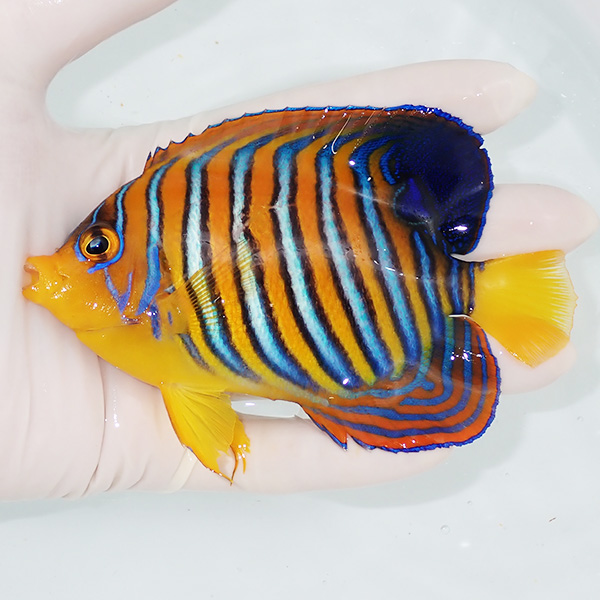 【現物11】粒エサOK モルディブ産インドニシキヤッコ 11.5cm±! 海水魚 ヤッコ 15時までのご注文で当日発送(t111