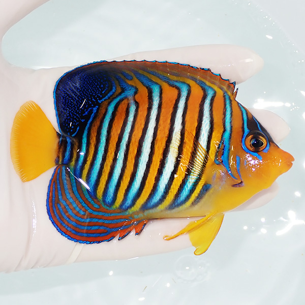 【現物12】粒エサOK モルディブ産インドニシキヤッコ 12cm±! 海水魚 ヤッコ 15時までのご注文で当日発送(t111