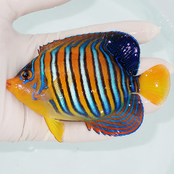 【現物12】粒エサOK モルディブ産インドニシキヤッコ 12cm±! 海水魚 ヤッコ 15時までのご注文で当日発送(t111
