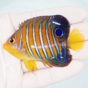 Small tropical fish with an orange body and blue vertical stripes, blue eye ring, and a bright yellow tail, held in a person's hand.
