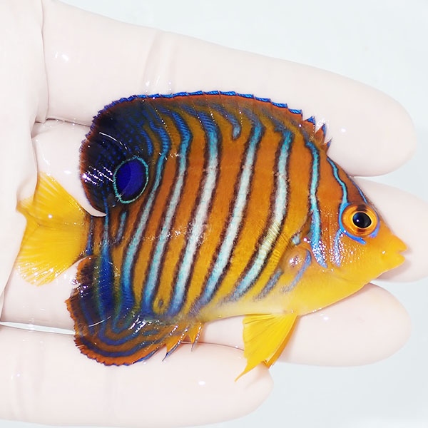 【現物13】粒エサOK モルディブ産インドニシキヤッコ 7cm±! 海水魚 ヤッコ 15時までのご注文で当日発送(t111