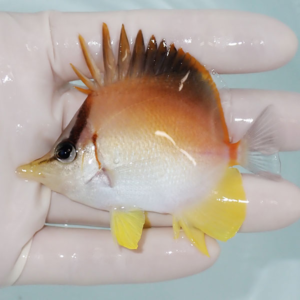 Small tropical fish with orange back, white underside, and bright yellow fins held in a gloved hand.