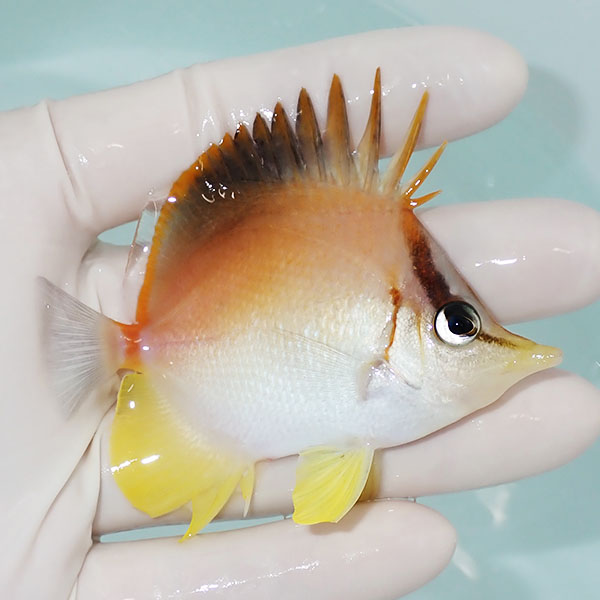【現物】カリビアンロングスナウト 7.5cm±! 海水魚 チョウチョウウオ 15時までのご注文で当日発送(t114(t207(A-4085)