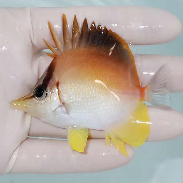 【現物】カリビアンロングスナウト 7.5cm±! 海水魚 チョウチョウウオ 15時までのご注文で当日発送(t114(t207(A-4085)