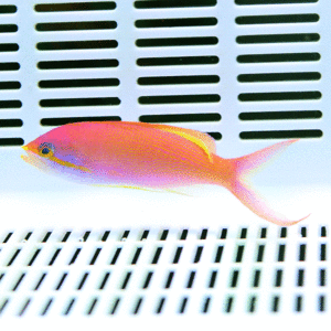 Bright pink-orange fish swimming in a white aquarium with black slotted grates as background to emphasize the tank environment.