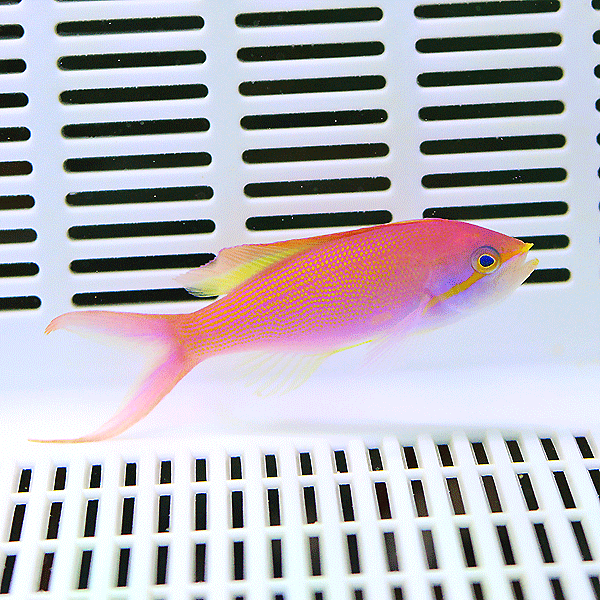 インディアンフレームアンティアス 6-8cm±!海水魚 ハナダイ 餌付け15時までのご注文で当日発送(t118