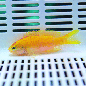 Yellow-orange fish with fins extended swimming near white slotted surface in a tank; bright colors and rounded body are visible.