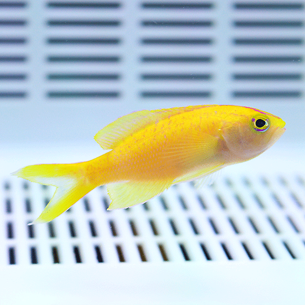 ディアディムアンティアス メス 3-5cm±!海水魚 ハナダイ 餌付け15時までのご注文で当日発送(t118