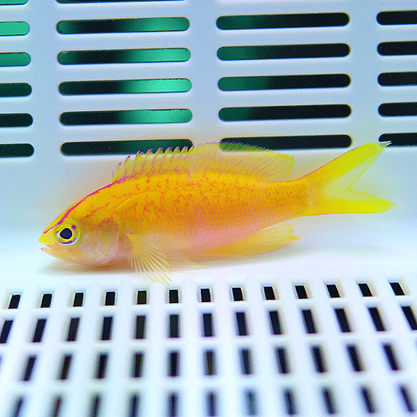 ディアディムアンティアス メス 3匹セット 3-5cm±!海水魚 ハナダイ 餌付け15時までのご注文で当日発送(t118