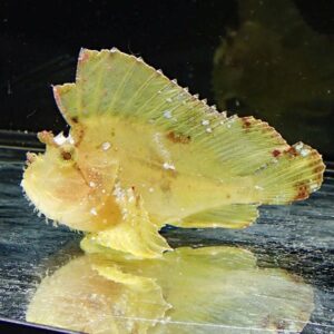 Yellow leafy fish with a large frilly dorsal fin in an aquarium, facing left on a reflective surface.