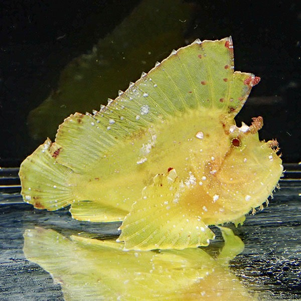 ハダカハオコゼ 6-8cm±!海水魚 リーフスコーピオン  15時までのご注文で当日発送(t118