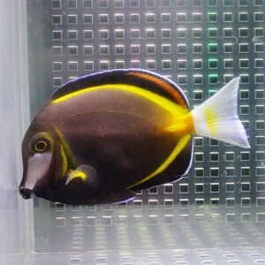 Colorful tropical surgeonfish with a dark body, bright yellow stripes, and a pale white tail in an aquarium tank.