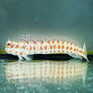 White ornamental fish with orange-red spots and long dorsal fins swimming in an aquarium.